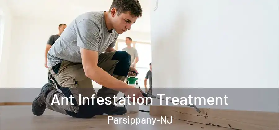 Ant Infestation Treatment Parsippany-NJ