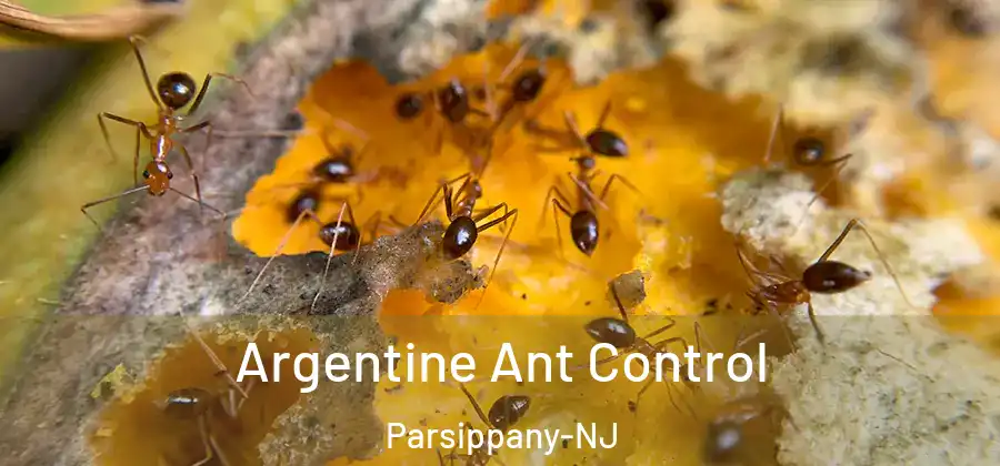 Argentine Ant Control Parsippany-NJ