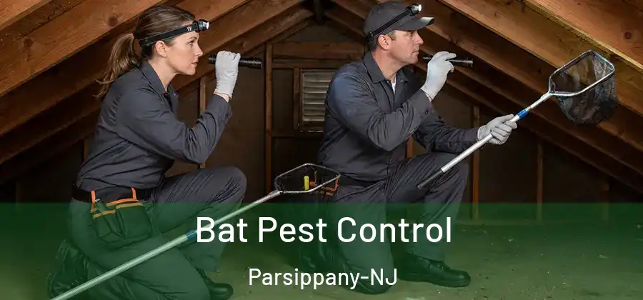 Bat Pest Control Parsippany-NJ
