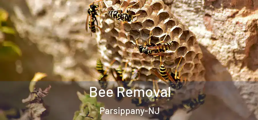 Bee Removal Parsippany-NJ