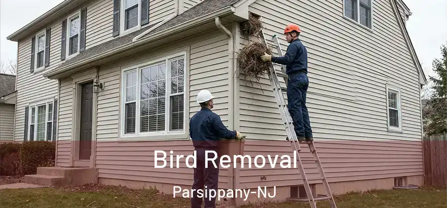 Bird Removal Parsippany-NJ