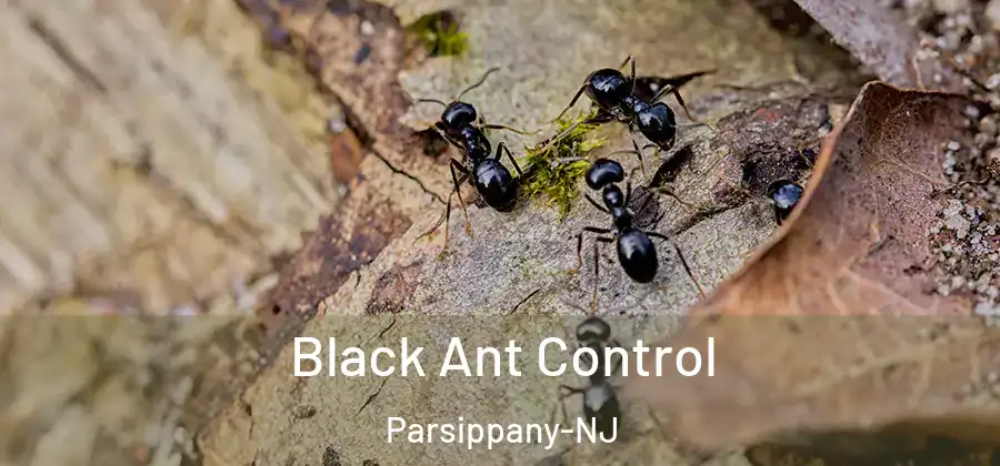 Black Ant Control Parsippany-NJ