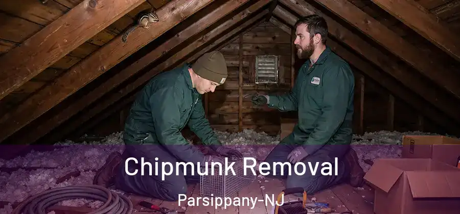 Chipmunk Removal Parsippany-NJ