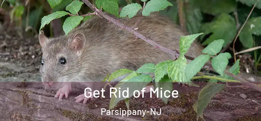 Get Rid of Mice Parsippany-NJ