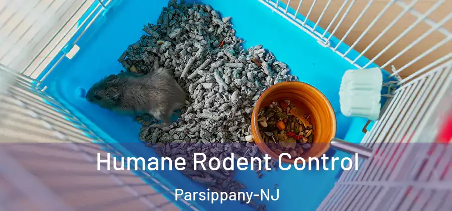 Humane Rodent Control Parsippany-NJ