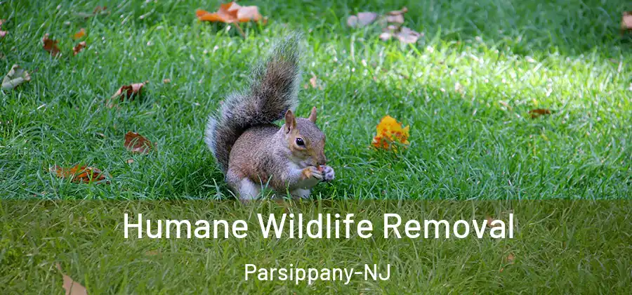  Humane Wildlife Removal Parsippany-NJ