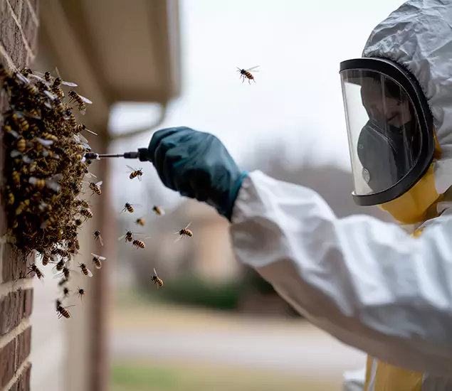 Your Bee Removal Company in Parsippany, NJ