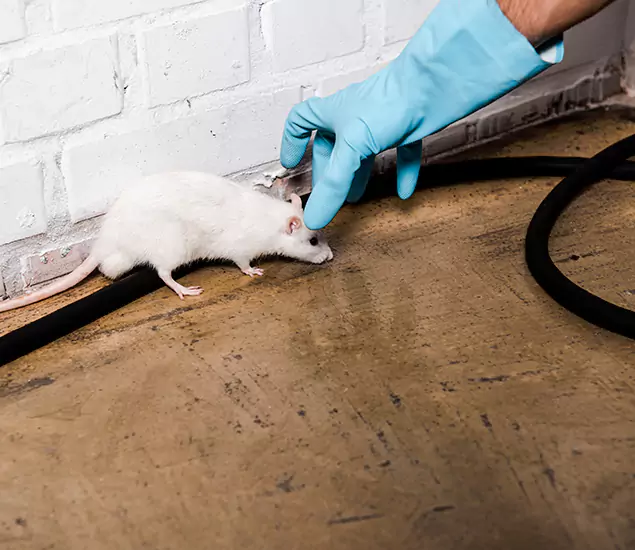 Your Pest Control Partner in Parsippany, NJ
