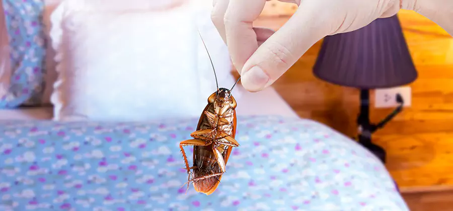 Fast Roach Elimination in Parsippany