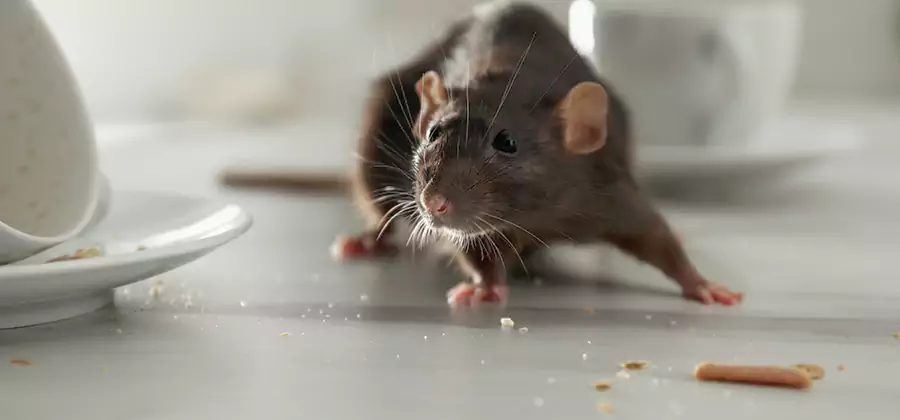 Rodent Feces Removal in Parsippany