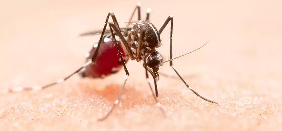 Pond Mosquito Control and Water Treatment in Parsippany