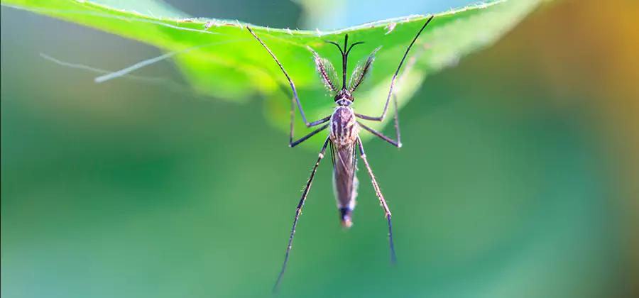 Home Defense Insect Killer in Parsippany