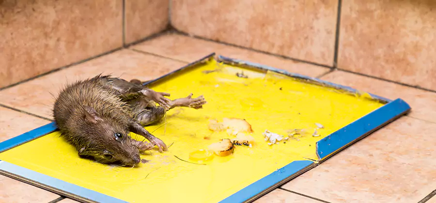 Rat Trapping Service In Parsippany