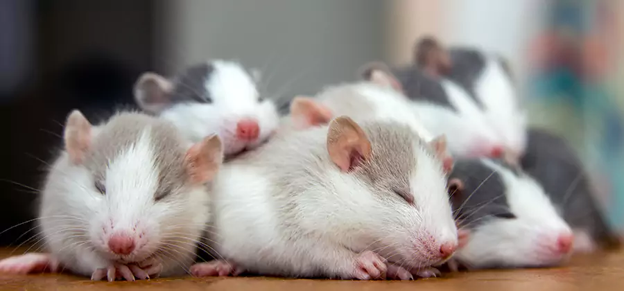 Rat Infestation Exclusion Service in Parsippany