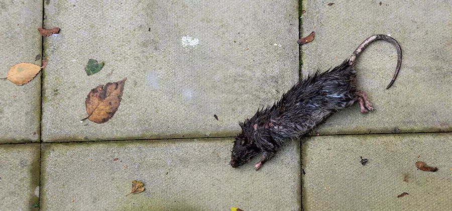 Rodent inspection service in Parsippany
