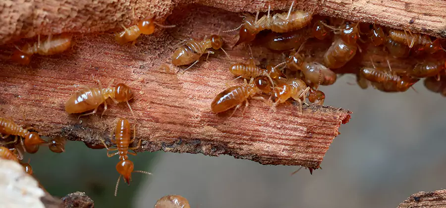 Wood Preservation Termite Treatment in Parsippany