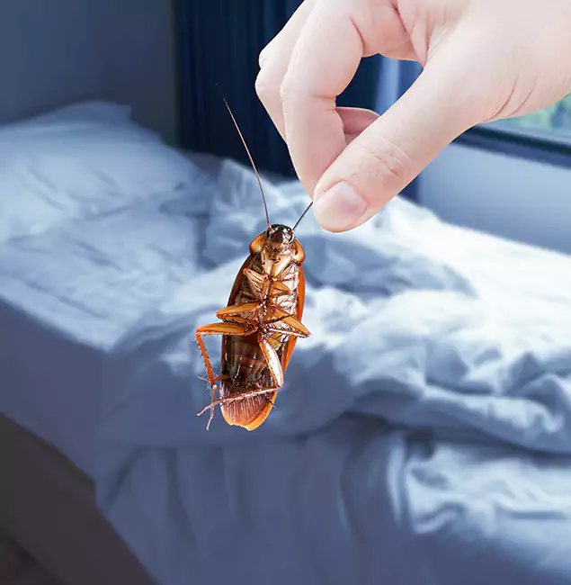 Why Choose Parsippany Pest Control Pro for Bed Bug Extermination in Parsippany, NJ?