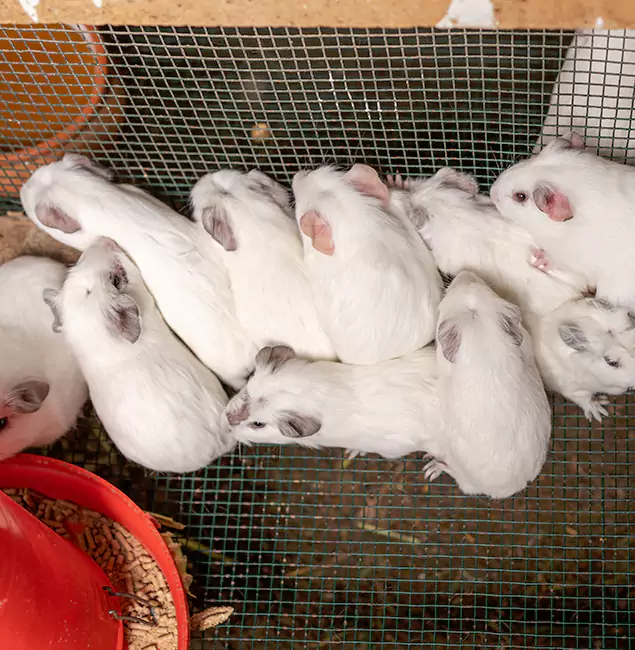 Why Parsippany Pest Control Pro Is the Trusted Choice in Parsippany, NJ?