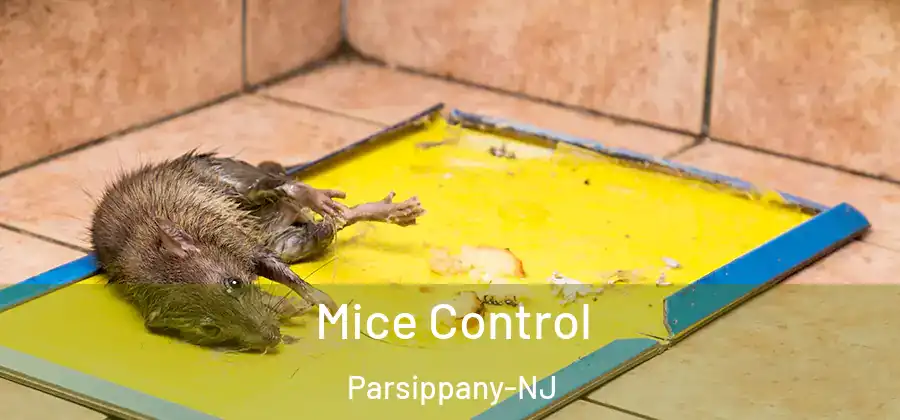 Mice Control Parsippany-NJ