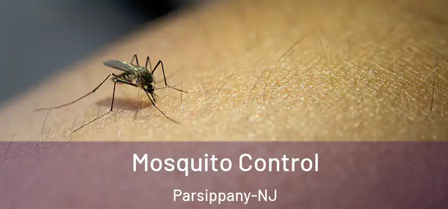 Mosquito Control Parsippany-NJ