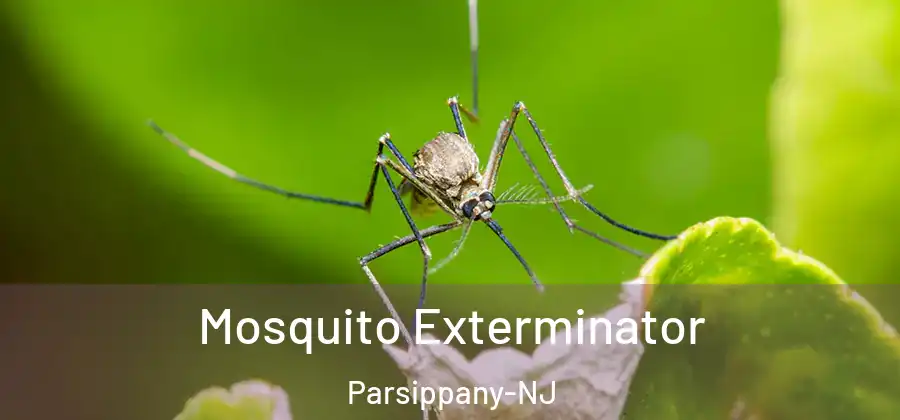 Mosquito Exterminator Parsippany-NJ