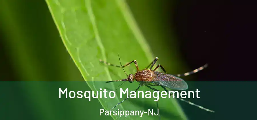 Mosquito Management Parsippany-NJ