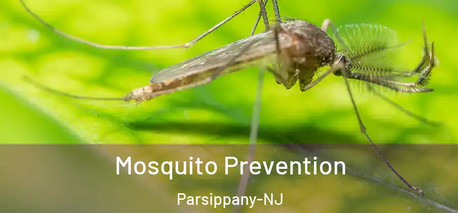 Mosquito Prevention Parsippany-NJ
