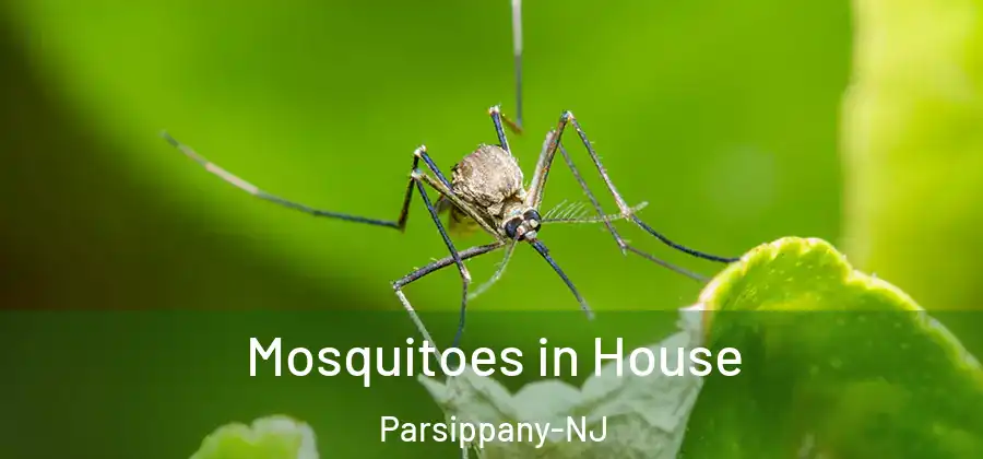  Mosquitoes in House Parsippany-NJ