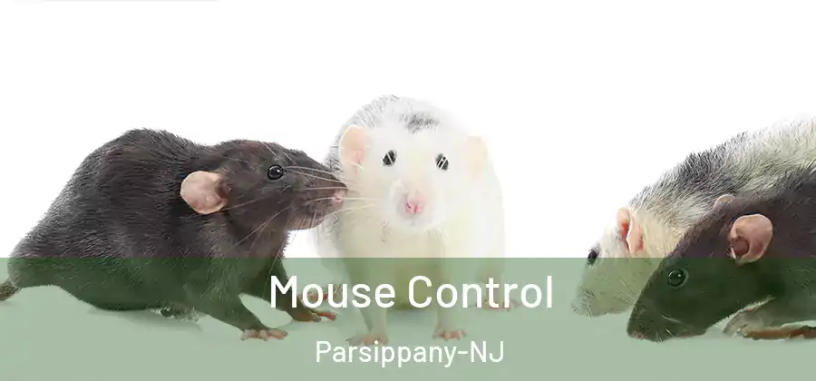 Mouse Control Parsippany-NJ