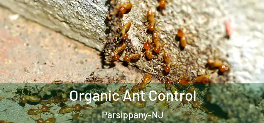 Organic Ant Control Parsippany-NJ