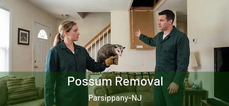 Possum Removal Parsippany-NJ