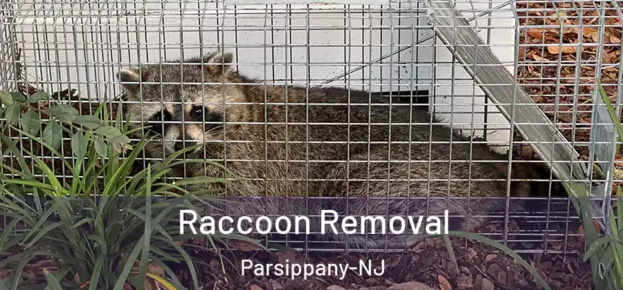 Raccoon Removal Parsippany-NJ