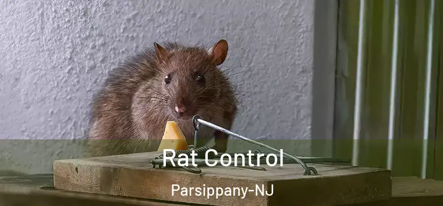 Rat Control Parsippany-NJ