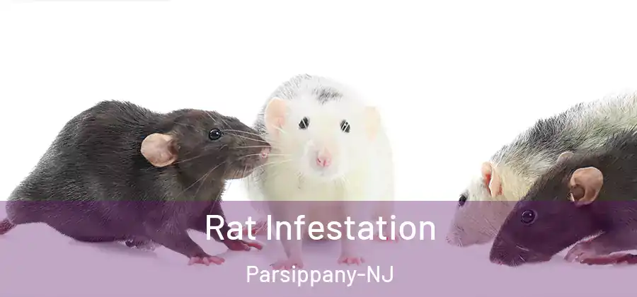 Rat Infestation Parsippany-NJ