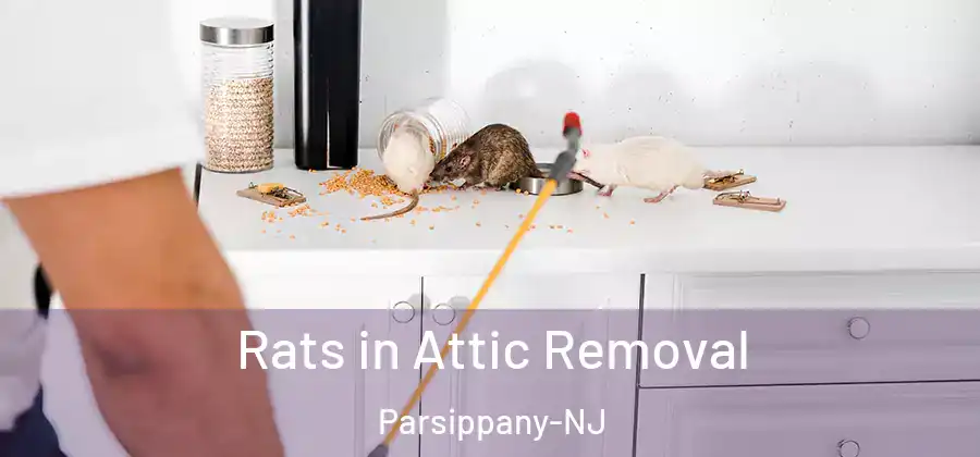  Rats in Attic Removal Parsippany-NJ