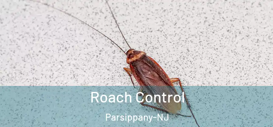  Roach Control Parsippany-NJ