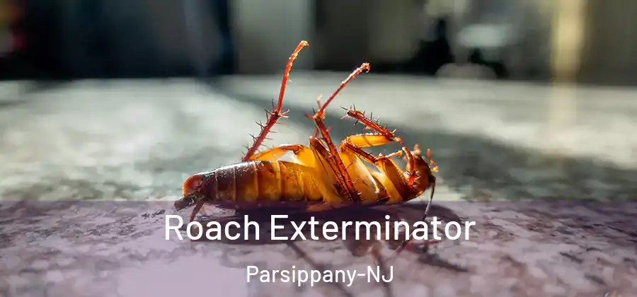  Roach Exterminator Parsippany-NJ