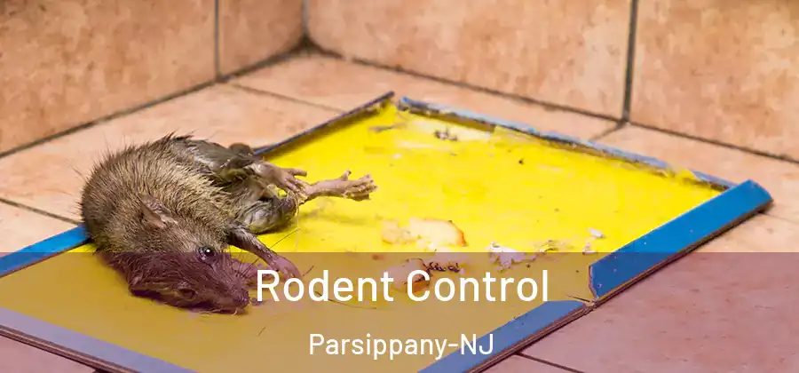 Rodent Control Parsippany-NJ