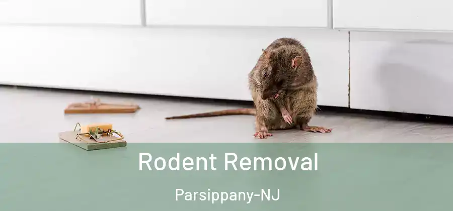 Rodent Removal Parsippany-NJ