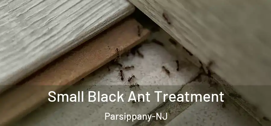Small Black Ant Treatment Parsippany-NJ