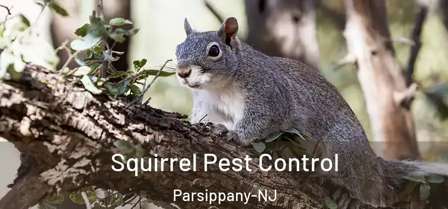Squirrel Pest Control Parsippany-NJ