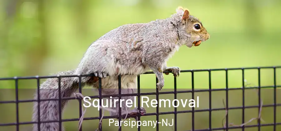 Squirrel Removal Parsippany-NJ