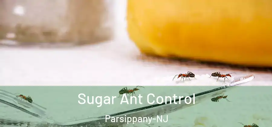 Sugar Ant Control Parsippany-NJ