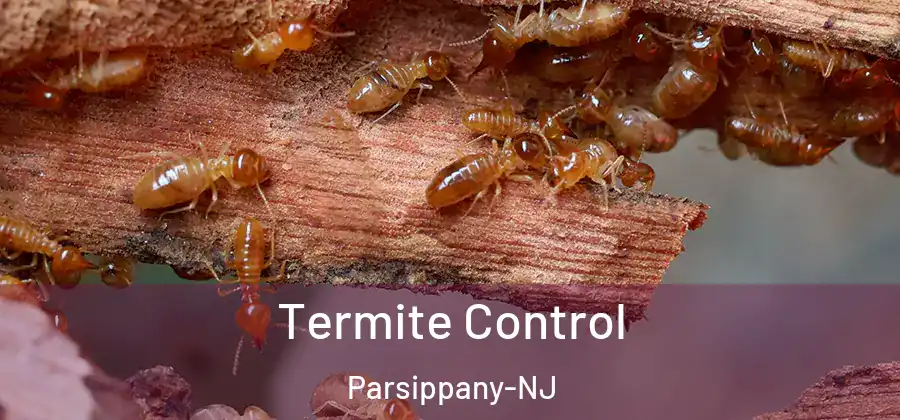 Termite Control Parsippany-NJ