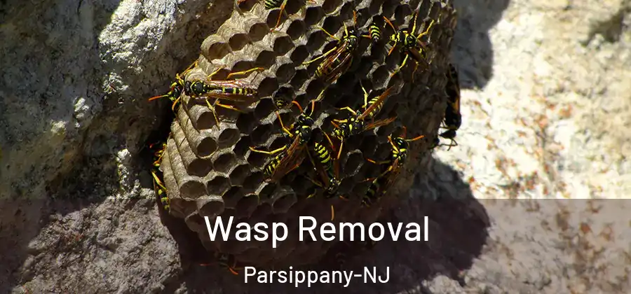 Wasp Removal Parsippany-NJ