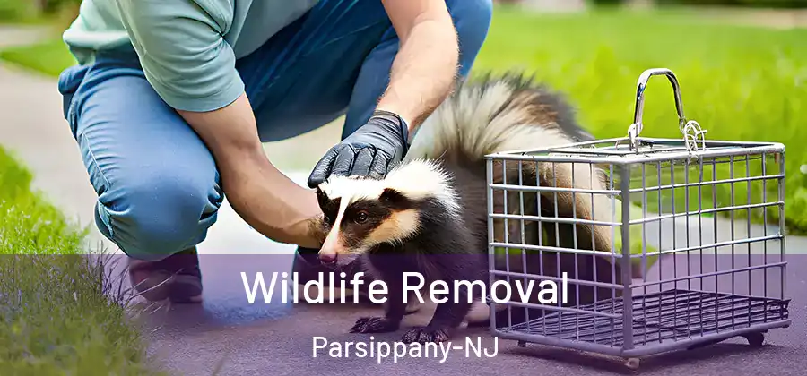 Wildlife Removal Parsippany-NJ